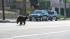 A bear runs down the street near La Crescenta in...