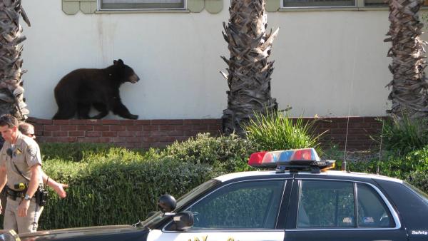 A bear walks along a brick ledge in this photo sent in by ABC7 viewer Edwin Megerdichian on Sunday, Sept. 9, 2012.