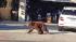 A bear walks in front of a home near La...