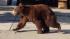 A bear walks in front of a home near La...