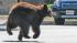 A bear runs down the street near La Crescenta in this photo sent in by ABC7 viewer Edwin Megerdichian on Sunday, Sept. 9, 2012.