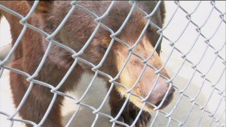 Meatball the bear is seen in this undated file photo.