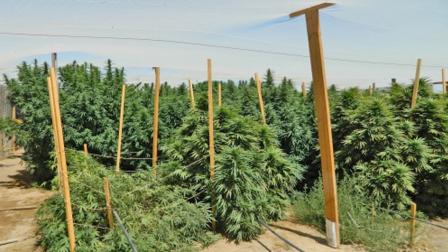 A deputy discovered a large-scale marijuana farm in Lake Los Angeles near 57th Street East and Avenue E.