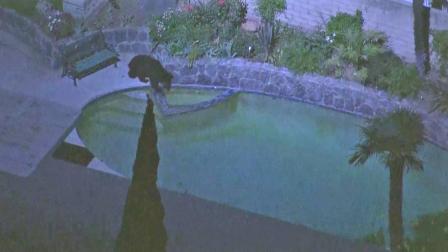A bear stands by a swimming pool at a Granada Hills home on Thursday, Sept. 13, 2012.