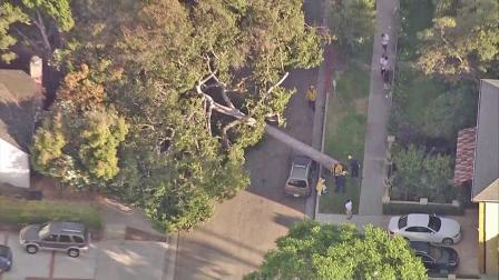 A 30-foot tree is seen on top of a car after it fell over and crashed down in a street in Rancho Park in West Los Angeles on Friday, Sept. 21, 2012.
