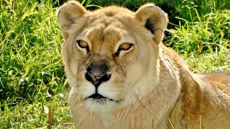 Cookie, the Los Angeles Zoos lioness, is seen in this undated photo.