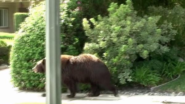 A mama bear and baby bear wandered around near Highland Oaks Drive and Woodland Avenue in Arcadia on Saturday, Sept. 29, 2012.