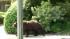 A mama bear and baby bear wandered around near...