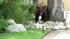 A mama bear and baby bear wandered around near...