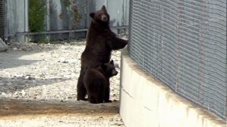 A mama bear and baby bear wandered around near Highland Oaks Drive and Woodland Avenue in Arcadia on Saturday, Sept. 29, 2012.