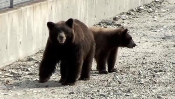 A mama bear and baby bear wandered around near Highland Oaks Drive and Woodland Avenue in Arcadia on Saturday, Sept. 29, 2012.
