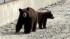 A mama bear and baby bear wandered around near...