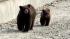 A mama bear and baby bear wandered around near...