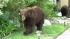 A mama bear and baby bear wandered around near...