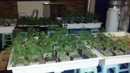 More than 2,000 marijuana plants with an estimated street value of more than $6 million were discovered in three different homes in the San Gabriel Valley on Wednesday, Oct. 3, 2012.