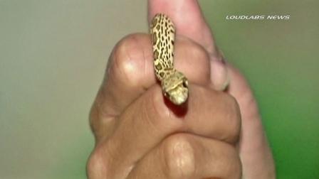 A family in Hawthorne found a snake slithering around their home in the 139th block of Hawthorne Sunday, Oct. 14, 2012.