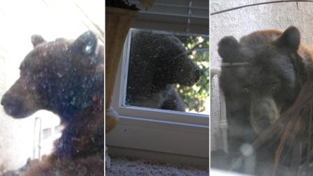 Glendora homeowner Gavin Schofield-Smith sent in these photos of a bear right outside of his home on the 300 block of East Sierra Madre Avenue on Friday, Oct. 19, 2012.