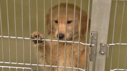 A dog is shown in a cage in this undated file photo.