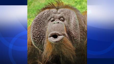 A 31-year-old male orangutan named Minyak is seen in this photo provided by the Los Angeles Zoo.