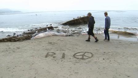 Malibu working on removal of rotting whale
