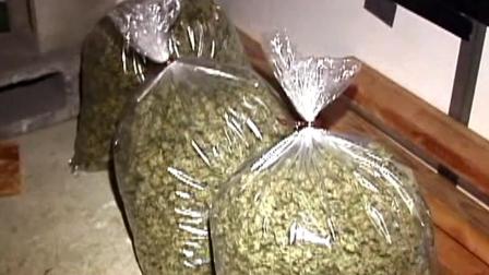 Deputies found a major marijuana-growing operation in Littlerock in the Antelope Valley following a traffic stop on Wednesday, Dec. 12, 2012.