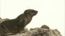 A baby sea lion sits on a rock in Malibu on Tuesday, December 25, 2012.
