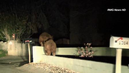 A mother bear and her cub were spotted wandering around Norumbega Road in Monrovia before running into the hills Monday, Feb. 18, 2013.