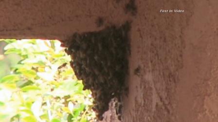 A swarm of bees attacked and killed a dog in the 1500 block of Cumpston Street in North Hollywood.