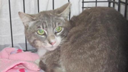 Authorities say someone duct-taped the face and paws of a cat and left it in a parking lot of an L.A. County animal care center.