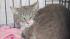 Authorities say someone duct-taped the face and paws of a cat and left it in a parking lot of an L.A. County animal care center.