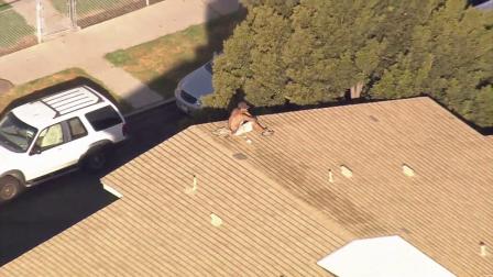 A burglary suspect sits on the roof of a building during a police standoff in Venice on Friday, April 26, 2013.