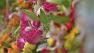Flowers at the California Flower Mall in downtown Los Angeles are shown in this photo taken on Friday,