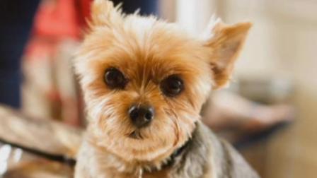 This undated file photo shows Walter, a deaf Yorkie, who was held for ransom by thieves.