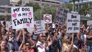 More than 100 pit bull owners rallied on the steps of the Hall of Administration building in downtown L.A. against dog discrimination on Monday, May 20, 2013.