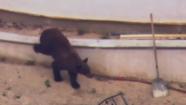 A bear roams the Shadow Hills neighborhood near Sun Valle on Wednesday, May 22, 2013.