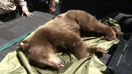 A young black bear is seen after members of the Department of Fish and Wildlife tranquilized her in a Sierra Madre neighborhood on Monday, June 10, 2013.