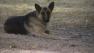 A lost German Shepherd has been spotted in the Elizabeth Lake area.