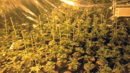 A million-dollar marijuana-growing operation was discovered by county sheriffs deputies in Palmdale Monday, June 17, 2013.