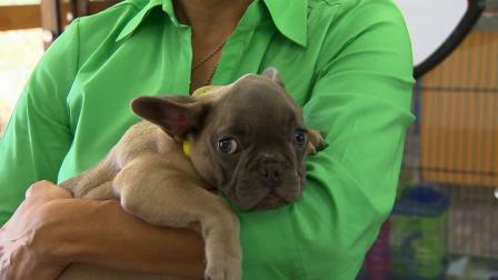 A 3-month-old puppy is recovering at the North Central Animal Shelter after his owner allegedly beat him in Highland Park.