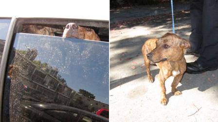 Two puppies, shown in these photos from the Los Angeles County Sheriffs Departments South Los Angeles Station, were rescued after being locked in a hot SUV in Lawndale on Wednesday, July 17, 2013.