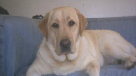 A local family released this photo of heir beloved pet, Maru, after their minivan was stolen with the dog inside.
