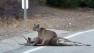 A female mountain lion was on top of a deer it had just killed along Mulholland Highway.