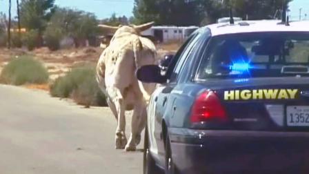California Highway Patrol received a report of a bull running in traffic Sunday morning, Sept. 1, 2013.