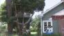 A beloved tree house that a Venice homeowner says is a tribute to her late husband is facing possible demolition.