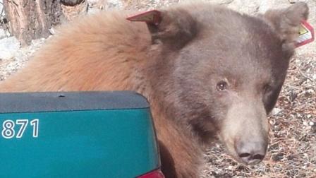 A young bear was driven back to Angeles National Forest after roaming around a Baldwin Park neighborhood on Friday, Oct. 11, 2013. The bear was later found dead on the porch of a home in Little Rock on Wednesday, Oct. 16, 2013.