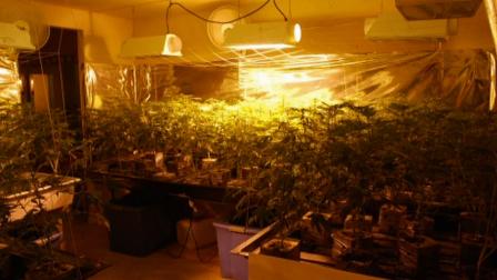 More than 200 marijuana plants were found growing inside a home in Temple City on Tuesday, Oct. 15, 2013.