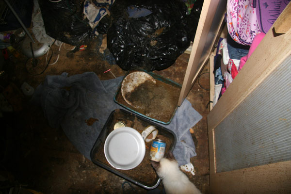 Authorities seized more than 100 cats from a...