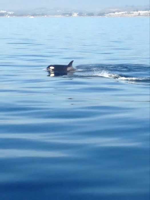 In a rare sight for whale watchers, a pod of...
