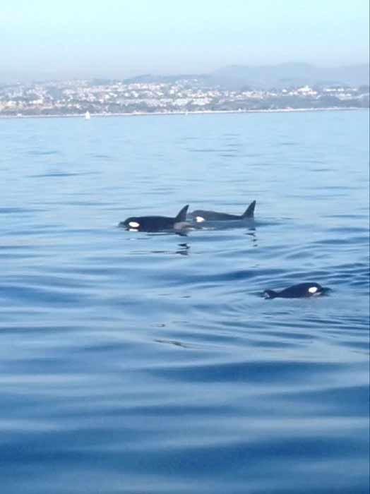 In a rare sight for whale watchers, a pod of...