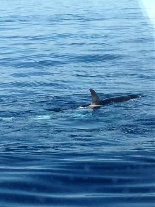 In a rare sight for whale watchers, a pod of...